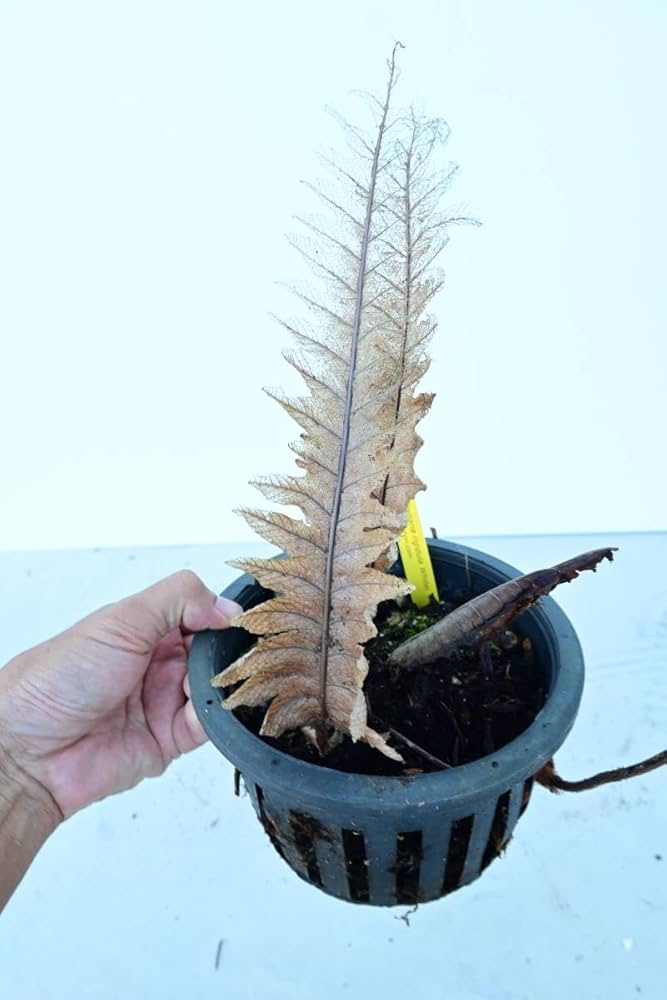 s*0様 Drynaria rigidula `whitei‘ 株分 Drynaria rigidula `whitei' ドリナリア·リギデュラ'ホワイティ